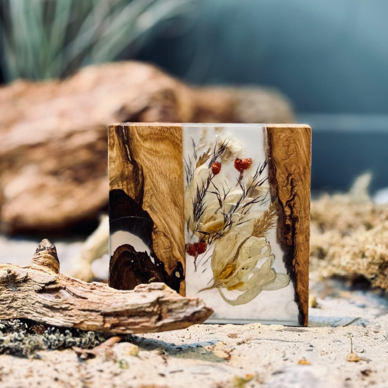 Ozolkoka paliktnis DABA