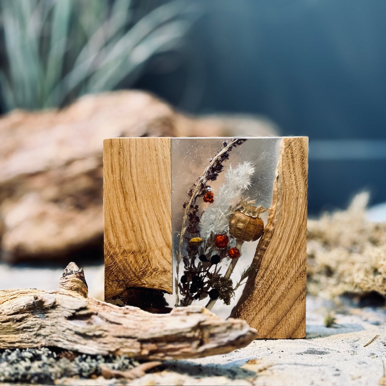 Ozolkoka paliktnis DABA